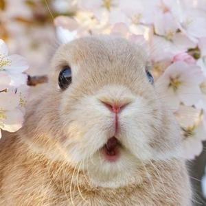 はるちゃんのプロフィール画像